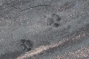 Tanzania Prints: Serval (Leptailurus serval) footprints in wet sand, Serengeti National Park, Tanzania
