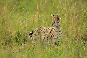 Serval Prints: Serval (Leptailurus serval) hunting in long grass of the savanna, Mara Triangle, Kenya