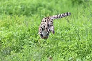 Rear View Prints: Serval (Leptailurus serval) leaping into vegetation