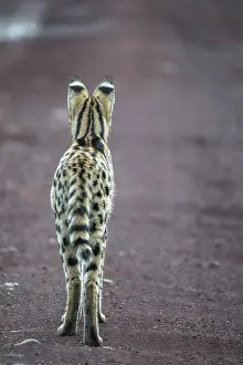 Animal Markings Prints: Serval (Leptailurus serval) male, standing on dirt road, Ngorongoro Crater, Tanzania