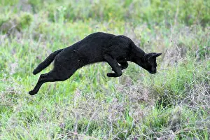 Jumping Prints: Serval (Leptailurus serval) melanistic