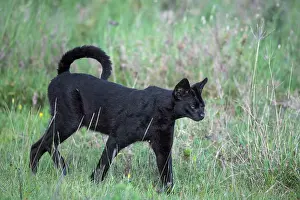 Tanzania Prints: Serval (Leptailurus serval) melanistic