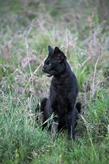 Tanzania Prints: Serval (Leptailurus serval) melanistic