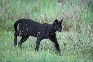 Tanzania Prints: Serval (Leptailurus serval) melanistic