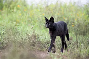 Tanzania Prints: Serval (Leptailurus serval) melanistic