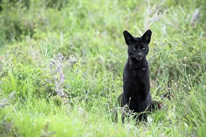 Tanzania Prints: Serval (Leptailurus serval) melanistic