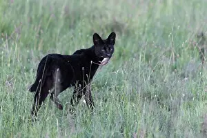 Tanzania Prints: Serval (Leptailurus serval) melanistic