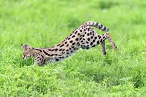 Jumping Prints: Serval (Leptailurus serval) pouncing on prey, Ngorongoro Crater, Tanzania