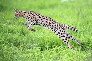 Jumping Prints: Serval (Leptailurus serval) pouncing on prey, Ngorongoro Crater, Tanzania