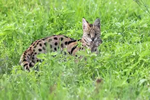 Ngorongoro Prints: Serval (Leptailurus serval) with with freshly caught rodent prey in mouth