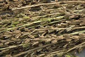 Seeds Prints: Sesame (Sesamum indicum), dried seed pods ready for seed harvesting
