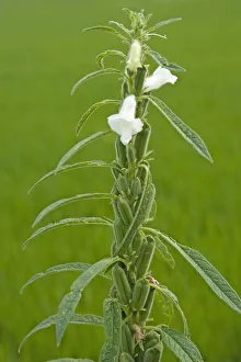 Unripe Prints: Sesame (Sesamum indicum) flowers and green unripe pods. Sichuan Province, China