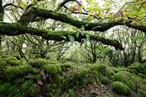 Pteridophytina Prints: Sessile oak (Quercus petraea) with Common polypody (Polypodium vulgare) ferns and ancient wall covered in moss