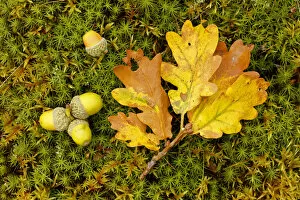 Seeds Gallery: Sessile Oak (Quercus petraea) fallen oak leaf and acorns on moss, Highlands, Scotland, October
