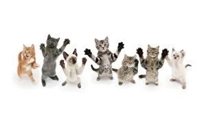 Seven cats standing on back legs, front paws raised. Digital composite