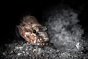 Protector Prints: Seven-lined prickleback (Ernogrammus zhirmunskii) male
