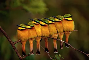 Friendship Collection: Seven Little Bee-eaters (Merops pusillus) in a row, one facing away, Masai Mara, Kenya