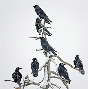 Scandinavia Collection: Seven Ravens (Corvus corax) perched on dead tree in the snow, Utajarvi, Finland, February