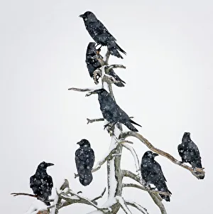 Groups Prints: Seven Ravens (Corvus corax) perched on dead tree in the snow, Utajarvi, Finland, February