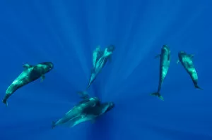 Seven Shortfin pilot whales (Globicephala macrorhynchus) including one baby, Canary Islands