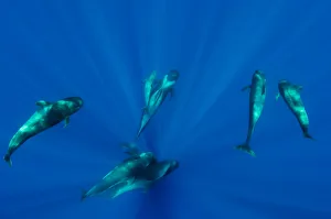 I Aki Relanz N Prints: Seven Shortfin pilot whales (Globicephala macrorhynchus) including one baby