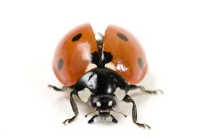 Mark Bowler Prints: Seven-spot ladybird (Coccinella 7-punctata) with wing carapace raised