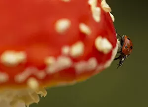 Images Dated 23rd September 2011: Seven-spot Ladybird (Coccinella septempunctata) on fly agaric (Amanita muscaria). Sheffield