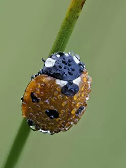 Seven spot ladybird (Coccinella septempunctata) on grass stem at dawn covered in dew