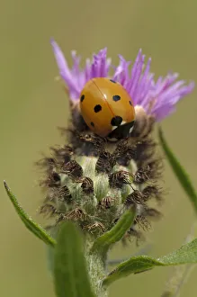 Seven spot ladybird (Coccinella septempunctata) on Black knapweed (Centaurea nigra)