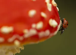 Macro Prints: Seven-spot Ladybird (Coccinella septempunctata) on fly agaric (Amanita muscaria)