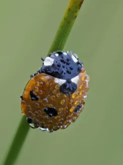Coccinellidae Prints: Seven spot ladybird (Coccinella septempunctata) on grass stem at dawn covered in dew