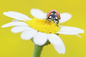 Seven spot ladybird (Coccinella septempunctata) on Mayweed (Anthemis sp) flower. Cyprus. April