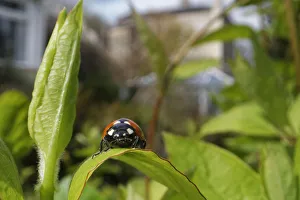Buildings Prints: Seven-spot ladybird (Coccinnella septempunctata) just emerged from hibernation