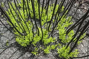 Severely burnt shrubs re-sprouting from lignotubers shortly after bushfire