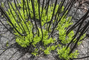 Western Australia Prints: Severely burnt shrubs re-sprouting from lignotubers shortly after bushfire