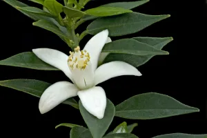 Images Dated 11th June 2019: Seville orange (Citrus u aurantium) flower. Cultivated in glasshouse, Surrey, England, UK