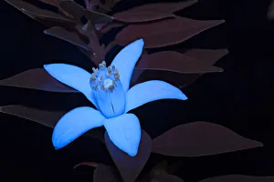 Incandescant Prints: Seville orange (Citrus u aurantium) flower fluorescing in UV light, colour attractive