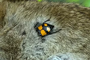 Sexton / Burying Beetle (Nicrophorus vespilloides) feeding on rabbit carcass, Upper Teesdale, Co
