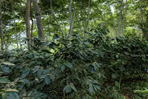 Cultivated Prints: Shade-grown Coffee plantation in the Buritaca valley