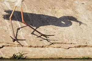 Legs Prints: Shadow of a Great white heron (Ardea alba) carrying fish prey in beak