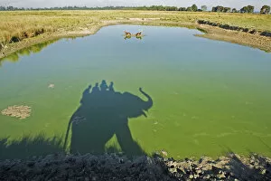 Proboscids Gallery: Shadow of trained Indian elephant (Elephas maximus) carrying wildlife watchers, in