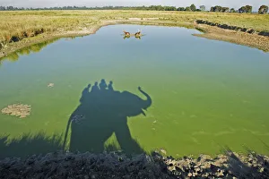 Tourists Prints: Shadow of trained Indian elephant (Elephas maximus) carrying wildlife watchers, in