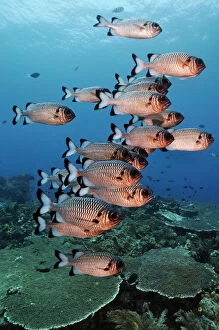 Shadowfin soldierfish (Myripristis adusta) schooling over coral reef. Dampier Strait
