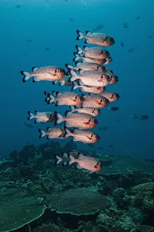 Shadowfin soldierfish (Myripristis adusta) West Papua, Indonesia