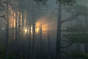 Images Dated 25th July 2014: Shafts of sunlight in pine forest at dawn, Strathspey, Cairngorms National Park, Scotland