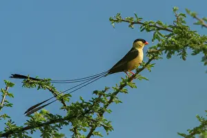 Private Reserve Prints: Shafttailed whydah (Vidua regia) male in breeding plumage