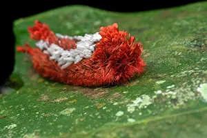 Lepidoptera Prints: Shag carpet caterpillar (Prothysana felderi) resting on a leaf in the rainforest at night