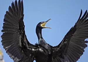 Shag (Phalacrocorax aristotelis) calling with wings stretched out, Saltee Islands