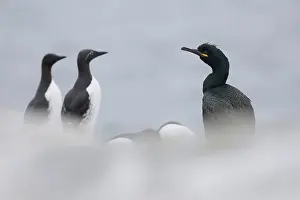 Cormorant Prints: Shag (Phalacrocorax aristotelis) and two Common guillemots (Uria aalge) portrait