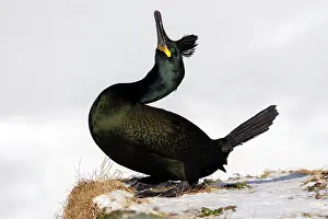 Reproduction Prints: Shag (Phalacrocorax aristotelis) courtship display